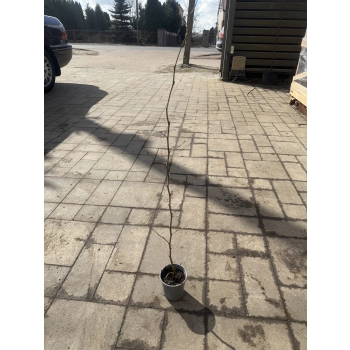 PAROCJA PERSKA BELLA NA PNIU - sadzonki 100 / 120 cm